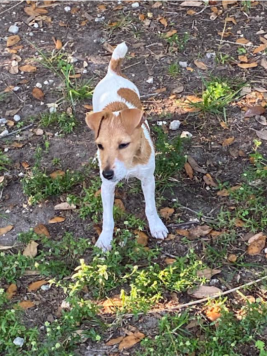 Rustling Oaks Lexie